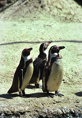 Penguins