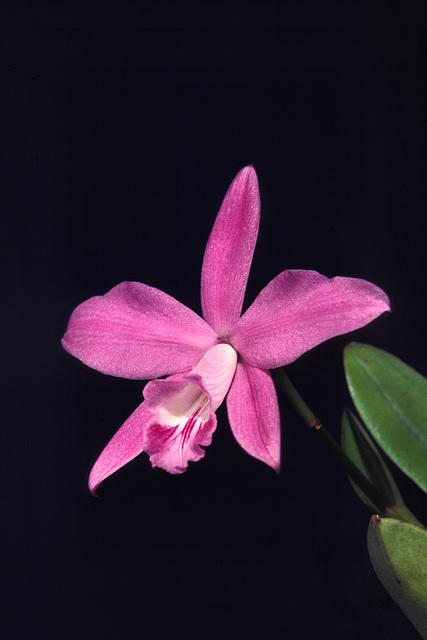 Laelia sincorana