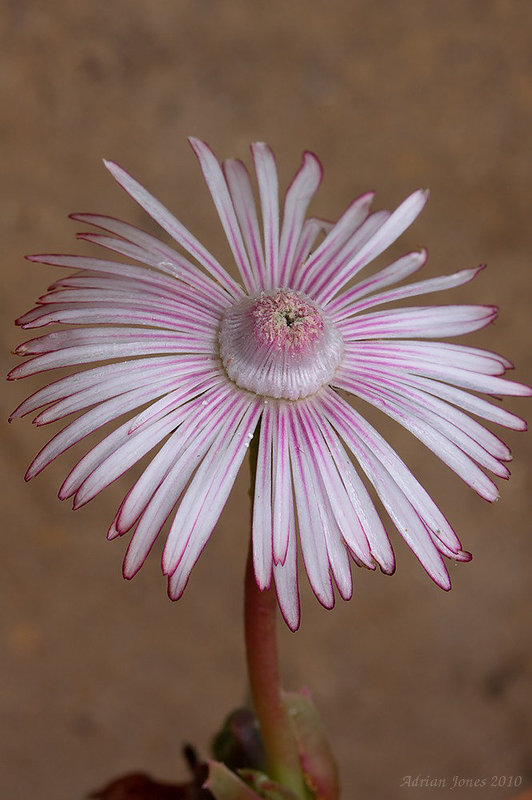 Acrodon subulatus.