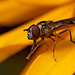 Hoverfly