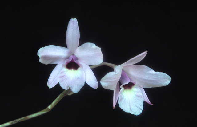 Laelia rubescens