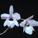 Laelia rubescens