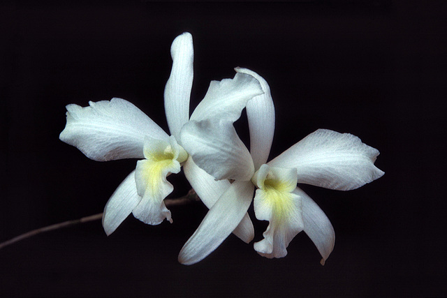 Laelia rubescens alba