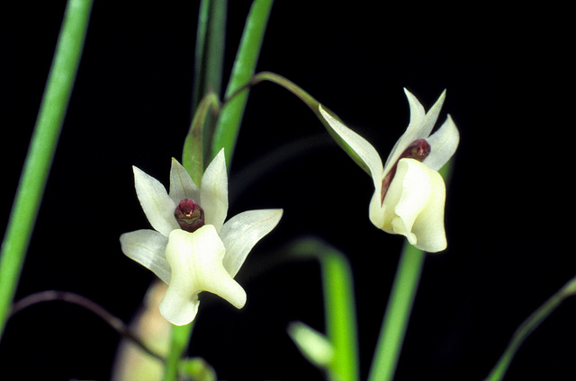 Hexadesmia cruigera