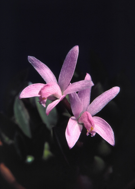 Laelia kettieana