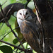 20080504-0059 Barn Owl