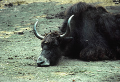 Musk Ox