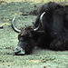 Musk Ox