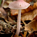 fungi_013