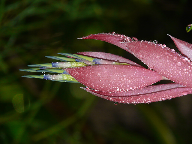 Tropical pink