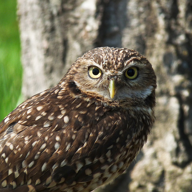 Burrowing Owl