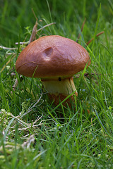 Boletus sp.