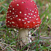 Fly Agaric