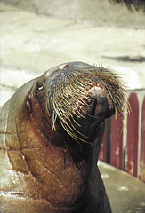 Walrus