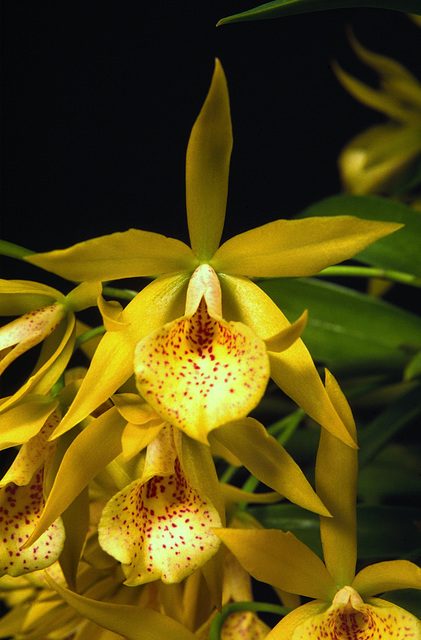 Brassolaeliocattleya Merry 'Remar'