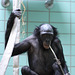 Bonobomädchen Nayembi (Wilhelma)