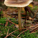 fungi_011