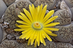 Lithops lesliei ssp. lesliei v. venteri