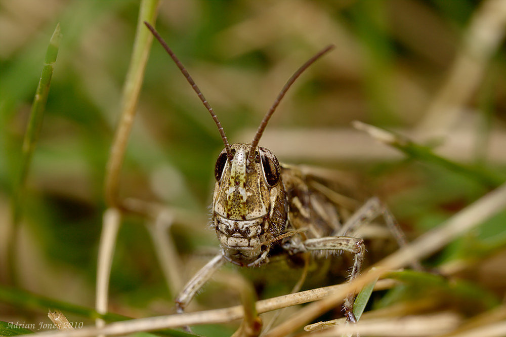 Field Grasshopper (Chorthippus brunneus)