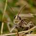 Field Grasshopper (Chorthippus brunneus)