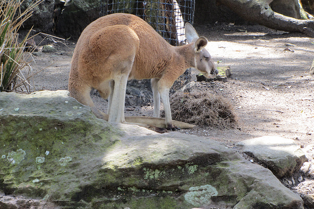 Sydney, 9 Jan 12