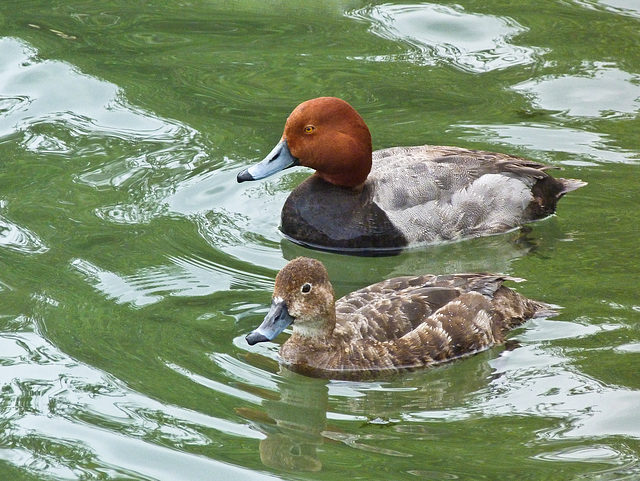 Redhead pair