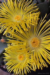 Pleiospilos magnipunctatus