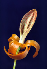 Dendrobium unicum