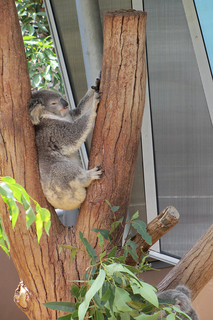 Sydney, 9 Jan 12