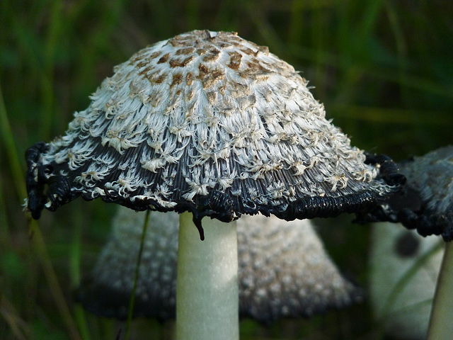 Shaggy Mane / Coprinus comatus