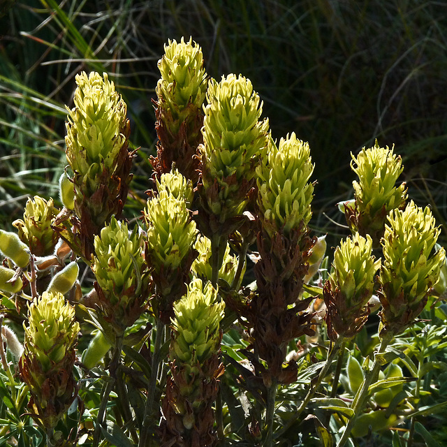 Stiff Yellow Paintbrush / Castilleja lutescens