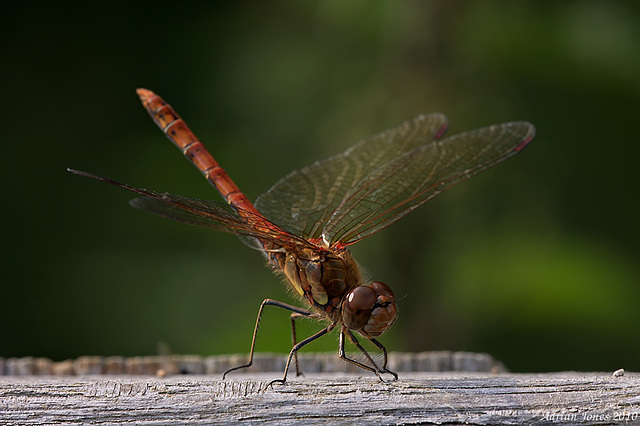 Common Darter