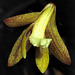 Dendrobium striolatum