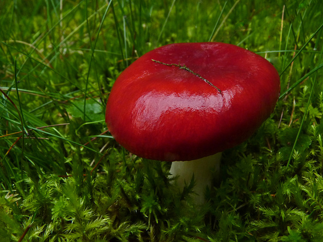 Russula