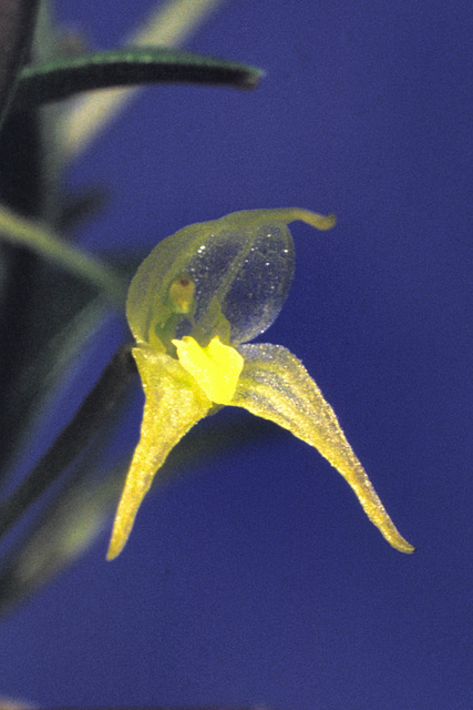 Dryadella summersii 'Angela'