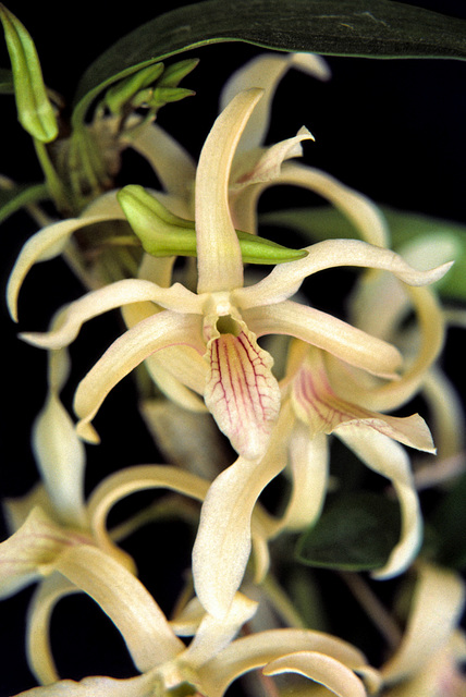 Dendrobium Chinsai