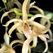 Dendrobium Chinsai