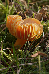 fungi_007