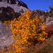 Table Mountain and Autumn Sumac