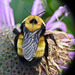 Enormous Bumblebee
