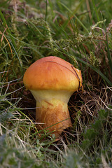 fungi_006