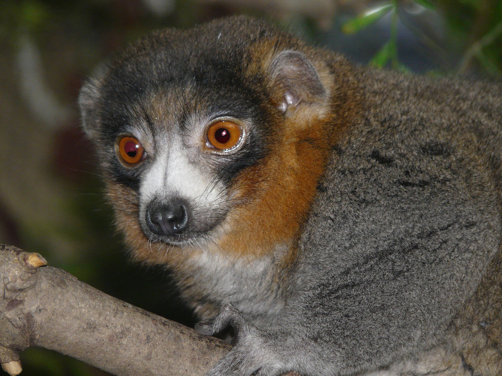 Mongoose Lemur