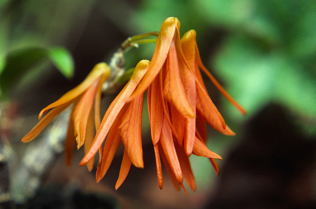 Dendrobium arachnites