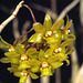 Dendrobium querreroi 'La Selva'