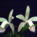 Cattleya forbesii