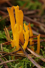 Stag's Horn Fungus (Calocera viscosa)