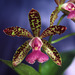 Cattleya Landate