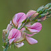 Sainfoin / Onobrychis viciifolia