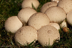 Common Puffballs (Lycoperdon perlatum)