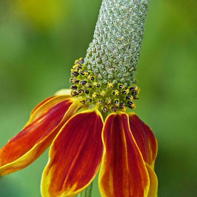 Upright Prairie Coneflower / Ratibida columnifera variety